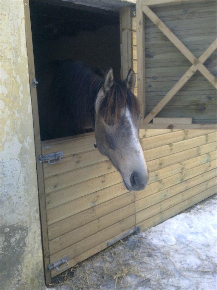 Palomino Bryggergårdens Armani - 2 år og 5 mdr. billede 18