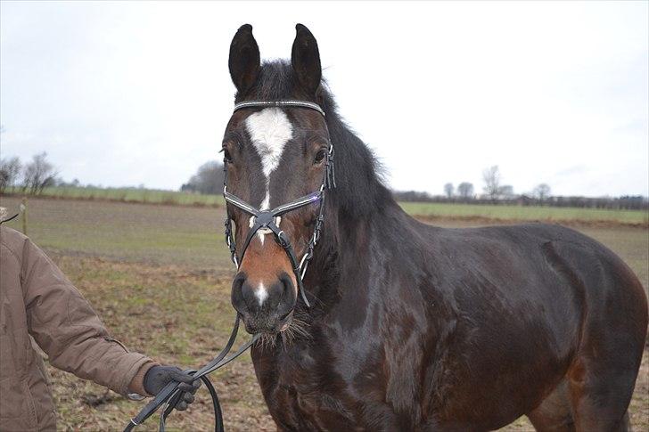 Oldenborg Rosenhavens Sindi - velkommen til sindi´s profil <3 læg en kommentar+bedømmelse :)  billede 1