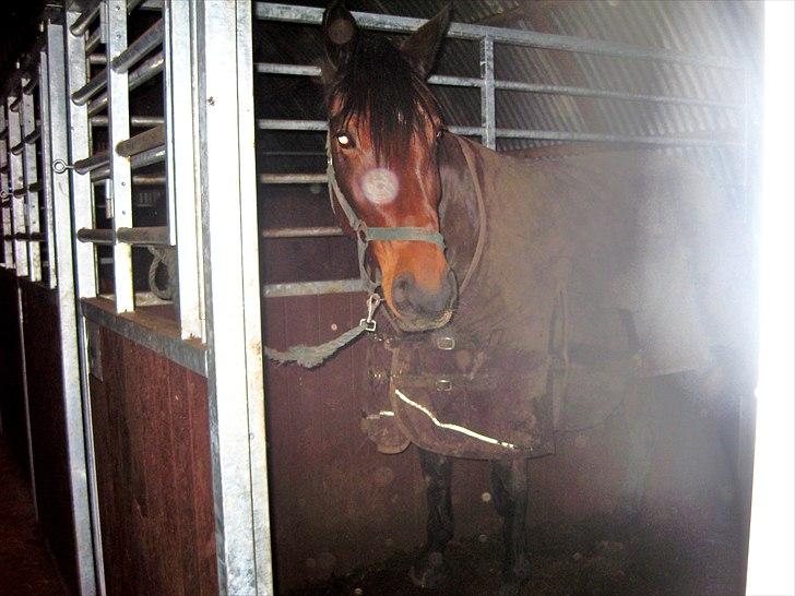 Dansk Varmblod Buegårds Venus solgt :'( - prinsessen:) billede 10