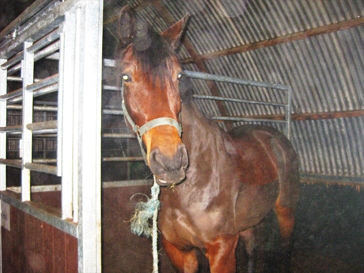 Dansk Varmblod Buegårds Venus solgt :'( - prinsessen:) billede 11