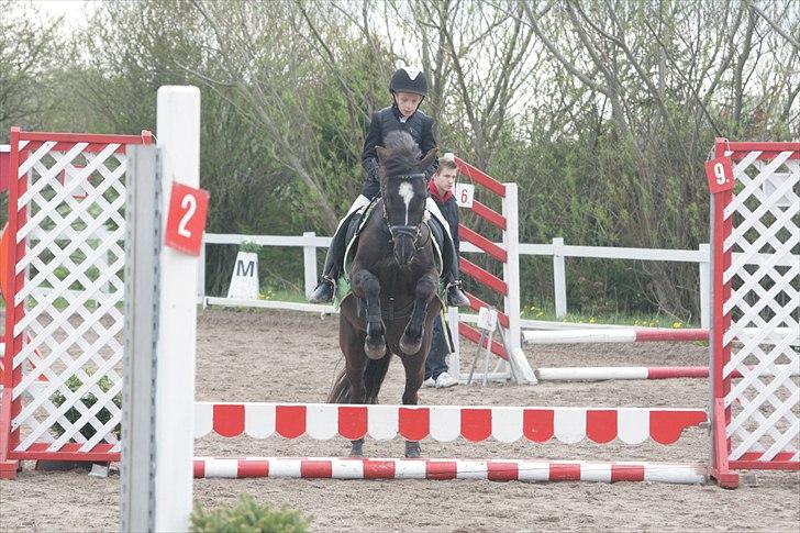 New Forest Lundemarksg. Vild Kamille billede 1