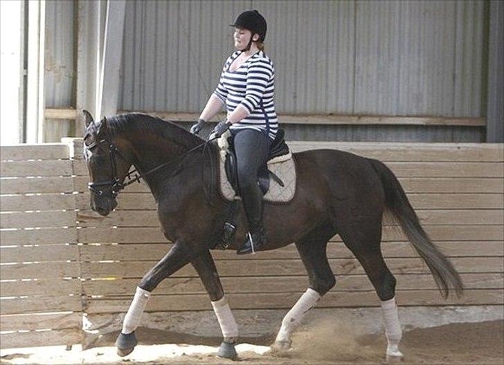 Dansk Varmblod Enghavens Fiona - Foto. AM billede 6