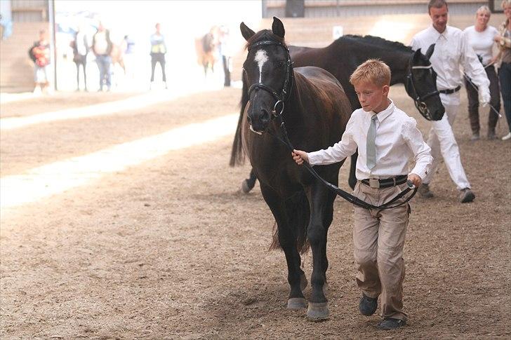 New Forest Lundemarksg. Vild Kamille billede 3