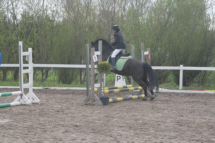 New Forest Lundemarksg. Vild Kamille billede 6