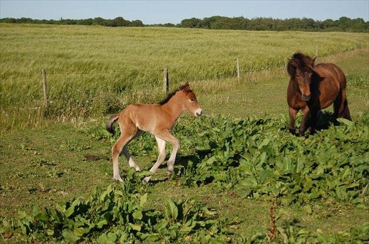 Islænder Loki fra Gjesbækgård - loki som helt lille :) med mega lange stylter !! hehe billede 7