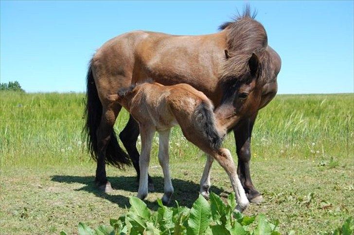 Islænder Loki fra Gjesbækgård - Loki og han mor.. det er go med en tår mælk ! billede 8