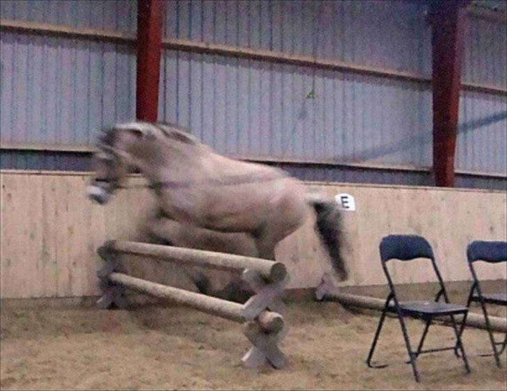 Fjordhest Tyler (tidl part) - Lidt sløret, men han kan faktisk godt springe :) billede 11