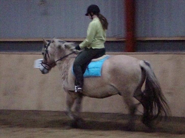 Fjordhest Tyler (tidl part) - Fordi louise  skulle prøve at se hvor hård Tyler var at ride :) billede 12