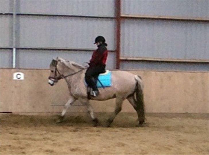 Fjordhest Tyler (tidl part) - Mig og Tyler prøver at gå fint :) billede 13