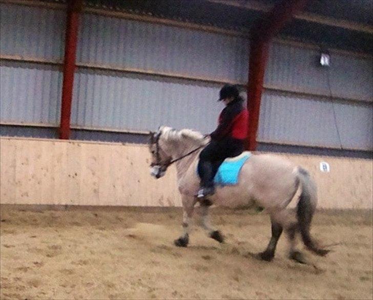 Fjordhest Tyler (tidl part) - Dressur :) billede 14