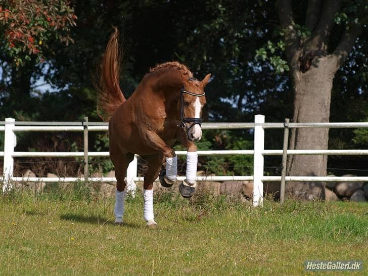 Anden særlig race Charlie A-PONY solgt billede 8