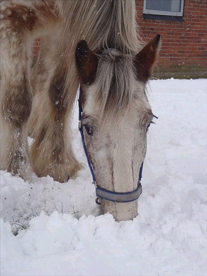 Irish Cob sjors 9 <3 - sjors i snene 

Foto. Maia billede 13