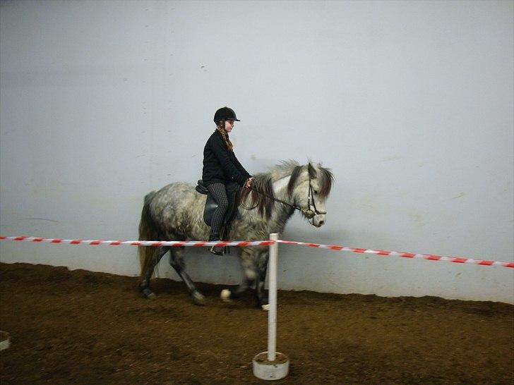 Islænder Lukka - skriter på hende <33 billede 2