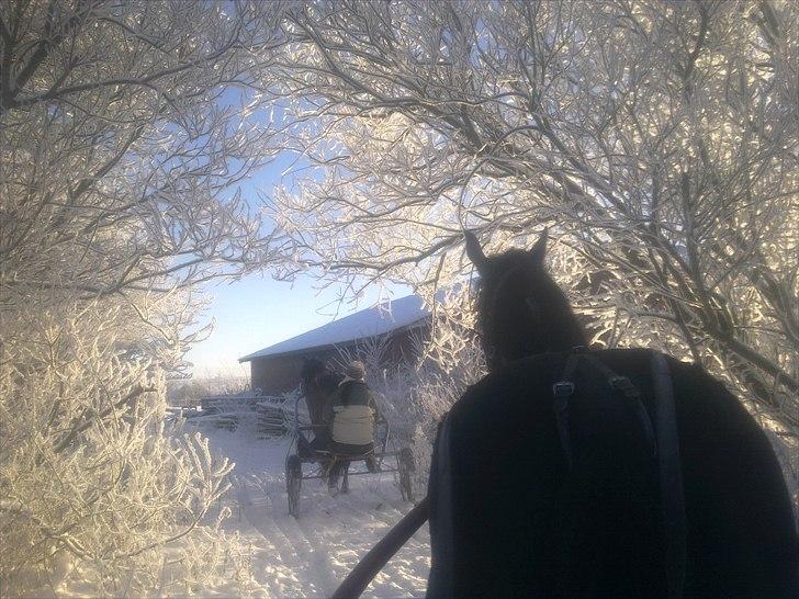 Traver Kostonia Hedebo - Køre tur ud i det blå billede 1