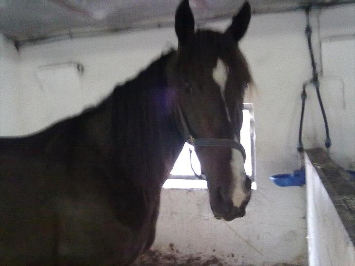 Traver Kostonia Hedebo billede 4