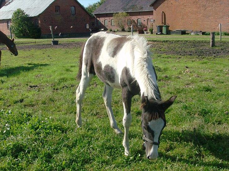 Pinto Triple Chocolate Nymark,,solgt. billede 7