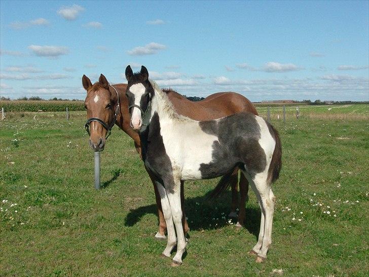 Pinto Triple Chocolate Nymark,,solgt. billede 8
