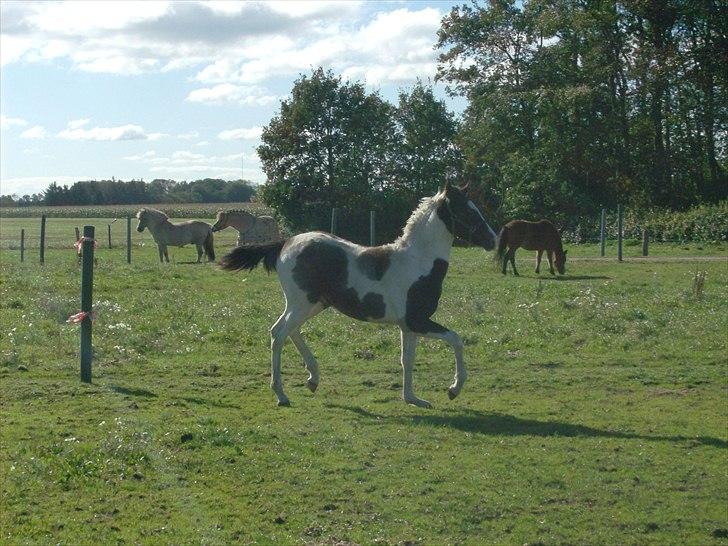 Pinto Triple Chocolate Nymark,,solgt. billede 9