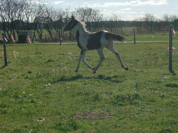 Pinto Triple Chocolate Nymark,,solgt. billede 10