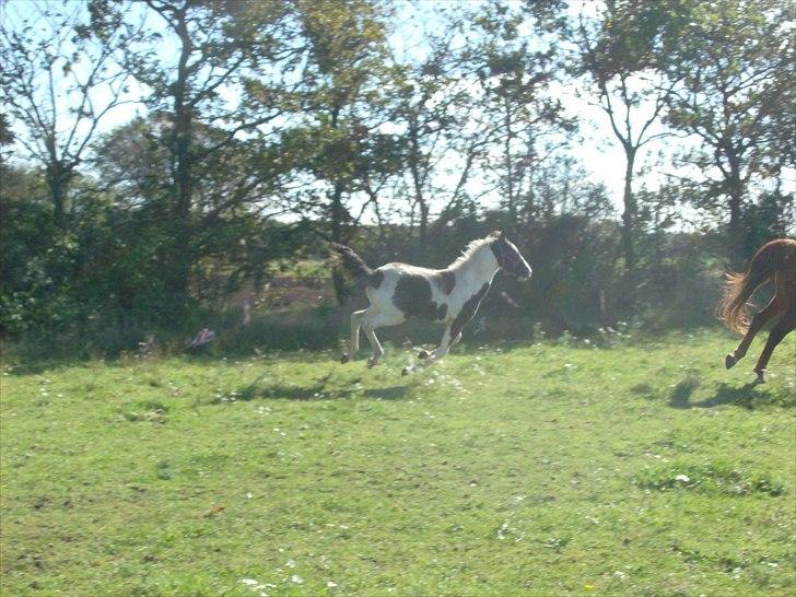 Pinto Triple Chocolate Nymark,,solgt. billede 11