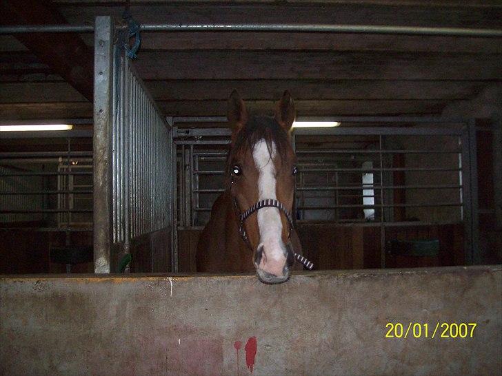 Fuldblod (XX) Final Answer (Aleksander) billede 8