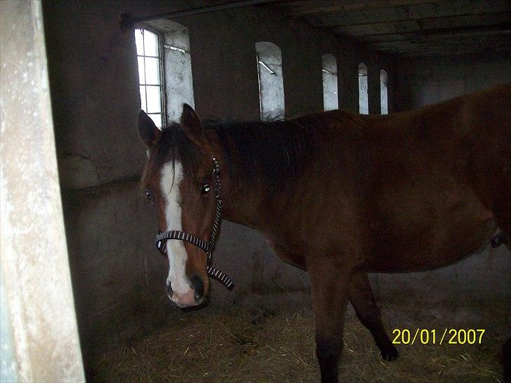 Fuldblod (XX) Final Answer (Aleksander) billede 9