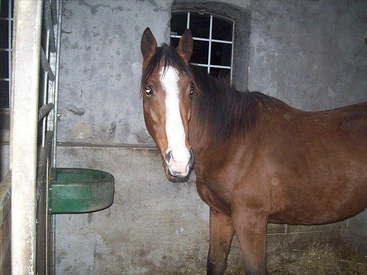 Fuldblod (XX) Final Answer (Aleksander) billede 7