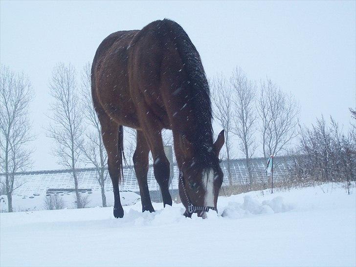 Fuldblod (XX) Final Answer (Aleksander) billede 10