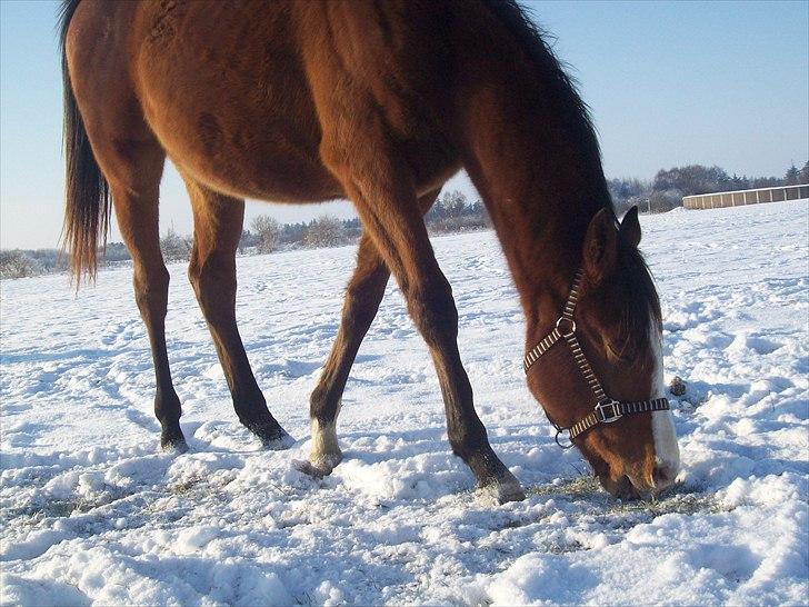 Fuldblod (XX) Final Answer (Aleksander) billede 11