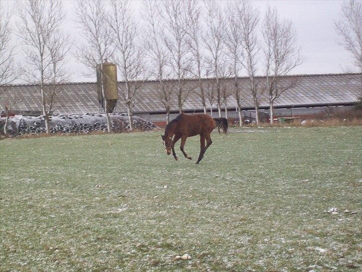 Fuldblod (XX) Final Answer (Aleksander) billede 12