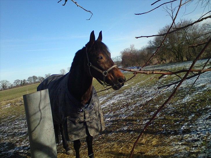 Anden særlig race Liva the Diva *R.I.P.* - Livapigen på fold<3 billede 2