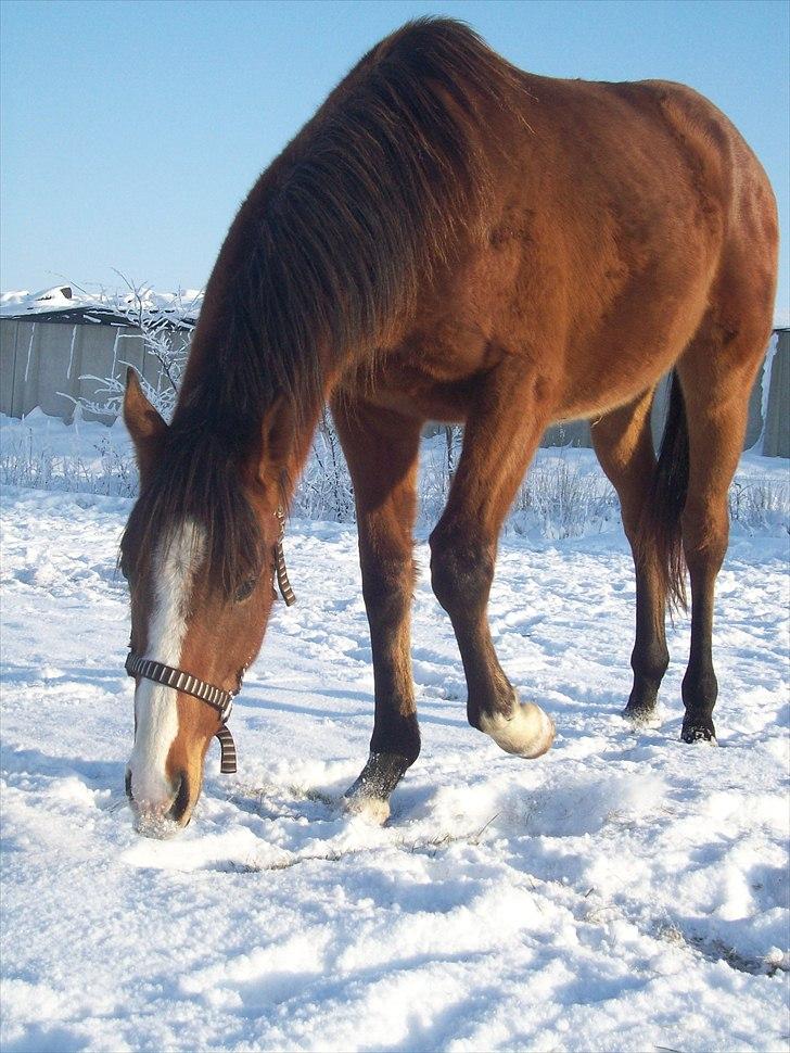 Fuldblod (XX) Final Answer (Aleksander) billede 13