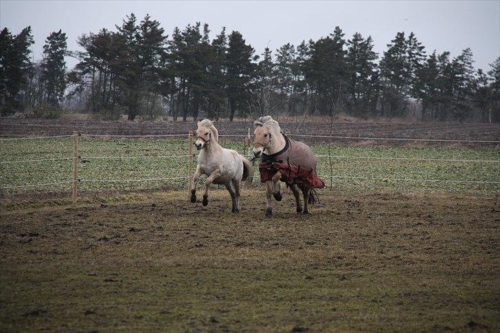 Fjordhest Hegnsvangs Lobo - KLAR, PARAT og START!! Lobo  8 måneder & Ziga 20 år løber om kap billede 18