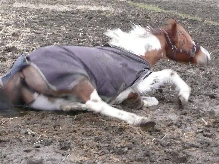 Pinto Cherié - Ude efter 2 ½ månede i boks :-) billede 3