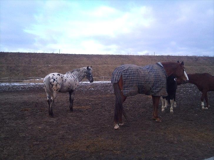 Appaloosa Night-Shift billede 12