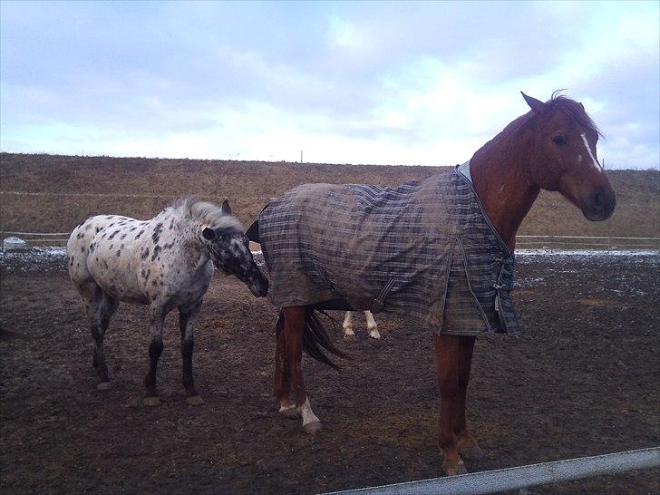 Appaloosa Night-Shift - "du har altså en rigtig lækker numse davis lige til at bide i (tænker shifter) :) "  billede 13