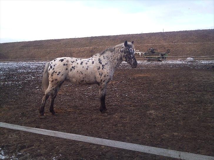 Appaloosa Night-Shift billede 14