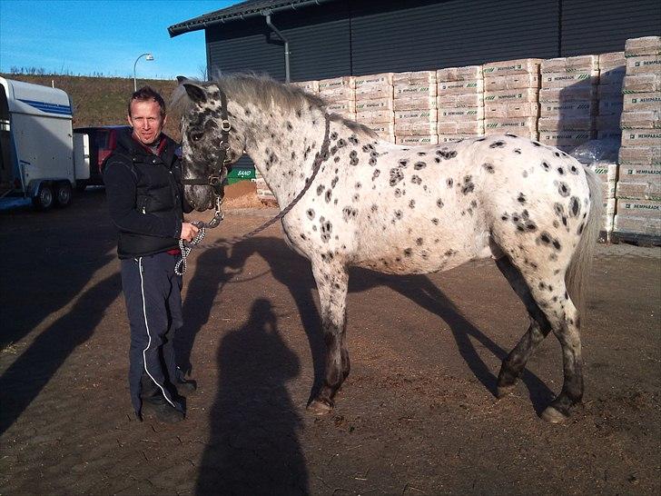 Appaloosa Night-Shift billede 15