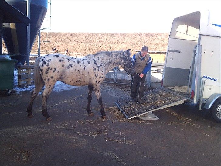 Appaloosa Night-Shift billede 17