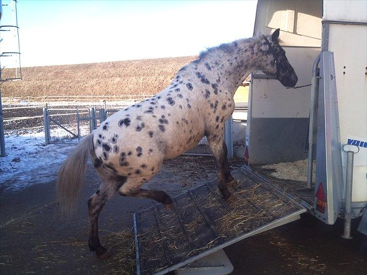 Appaloosa Night-Shift - på vej op i traileren så han kan komme på ferie :) han var sku så sej .. ! billede 18