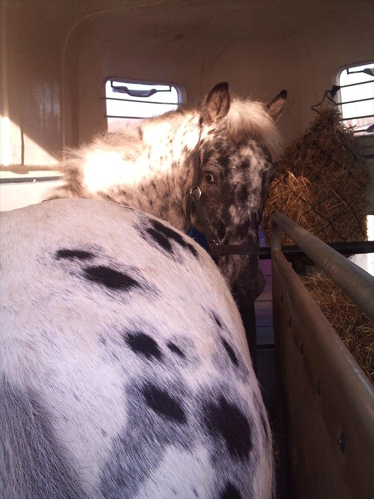 Appaloosa Night-Shift - Lille shifter lige kommet op i traileren hvilket han tog med stiv arm! :) han var sku kanon!  billede 19