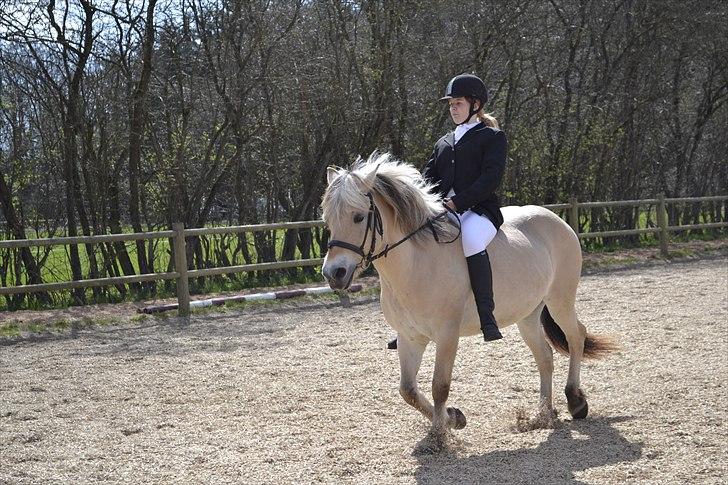 Fjordhest Berta <3 - #Fotograf: Maja# billede 4