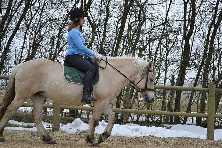 Fjordhest Berta <3 -  #Fotograf: Lærke Nissen# billede 5