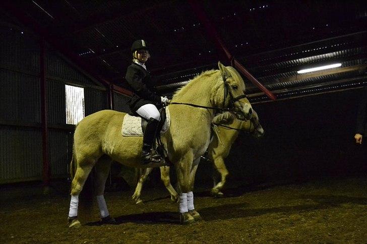 Fjordhest Berta <3 - #Fotograf: Emma Nielsen# billede 6