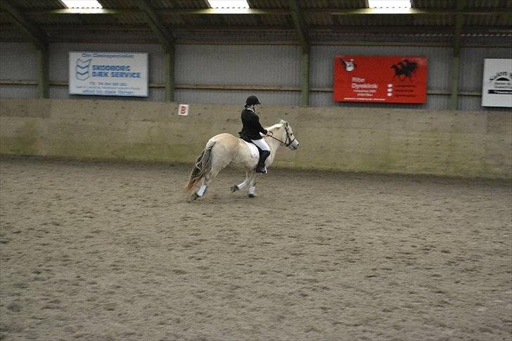 Fjordhest Berta <3 - #Fotograf: Laura Møller# billede 8