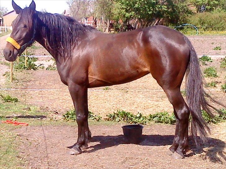 Traver Tøzzen  billede 11