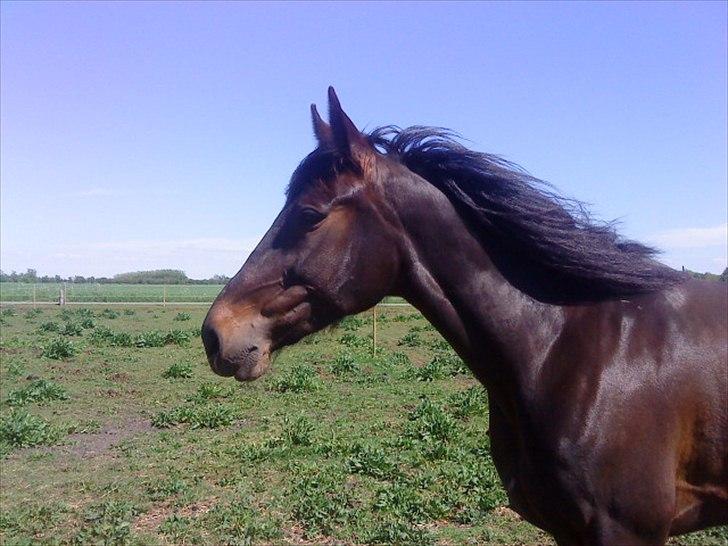 Traver Tøzzen  - vind i manen. billede 12