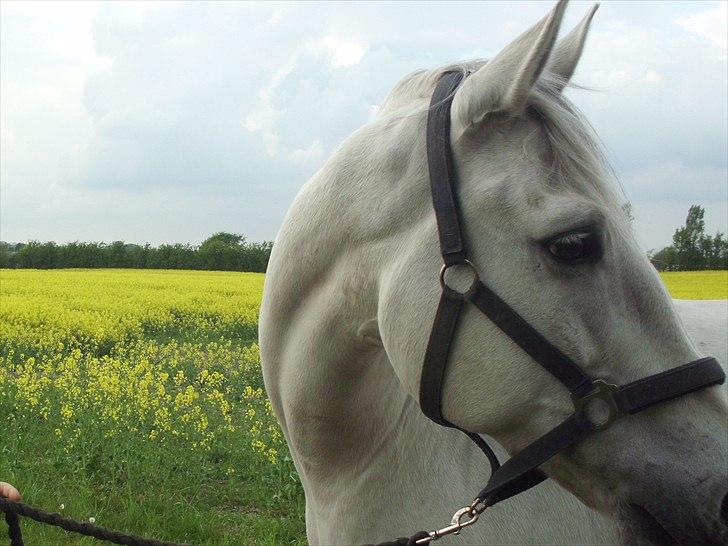 Anden særlig race Bolero (opsagt) - Velkommen til min profil <3   billede 1