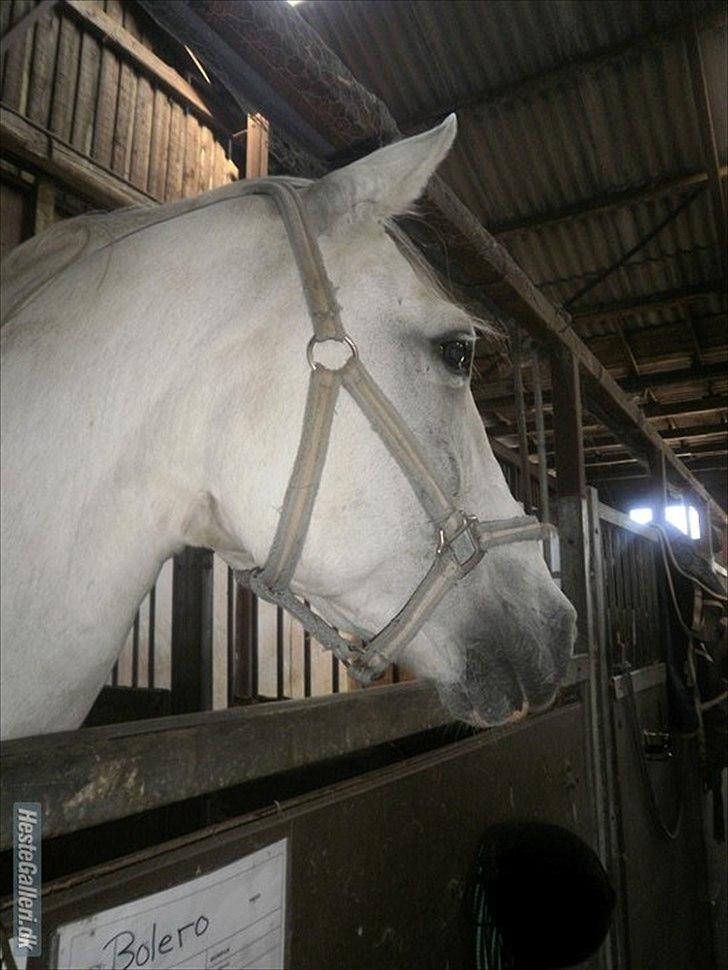 Anden særlig race Bolero (opsagt) - han er da bare så fin :D billede 2