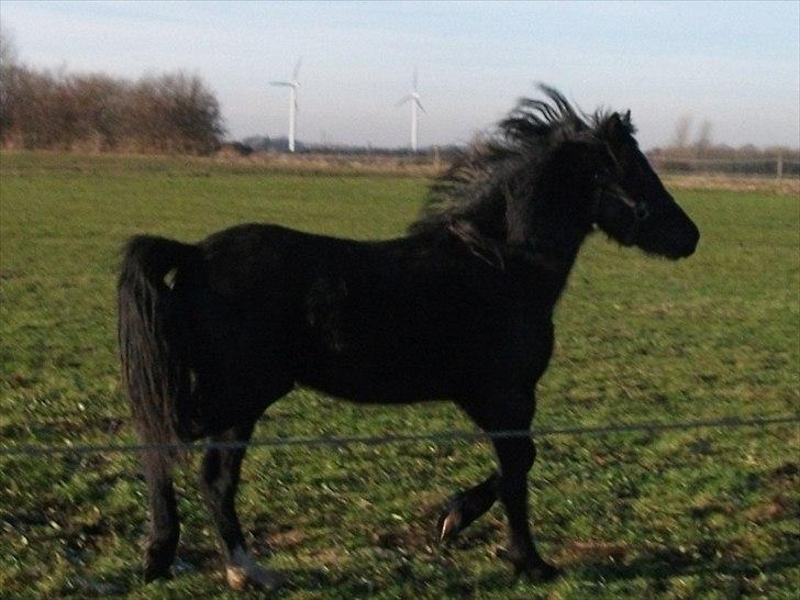 Welsh Pony af Cob-type (sec C) Llanstephan Joseff billede 8
